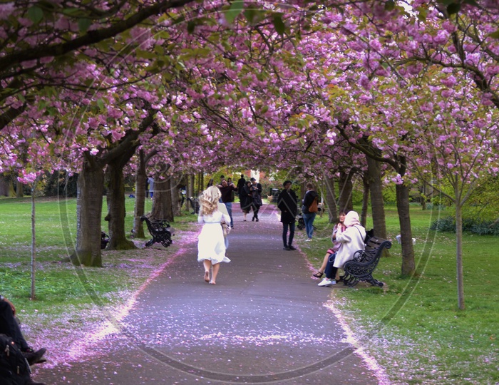Cherry blossom treeline