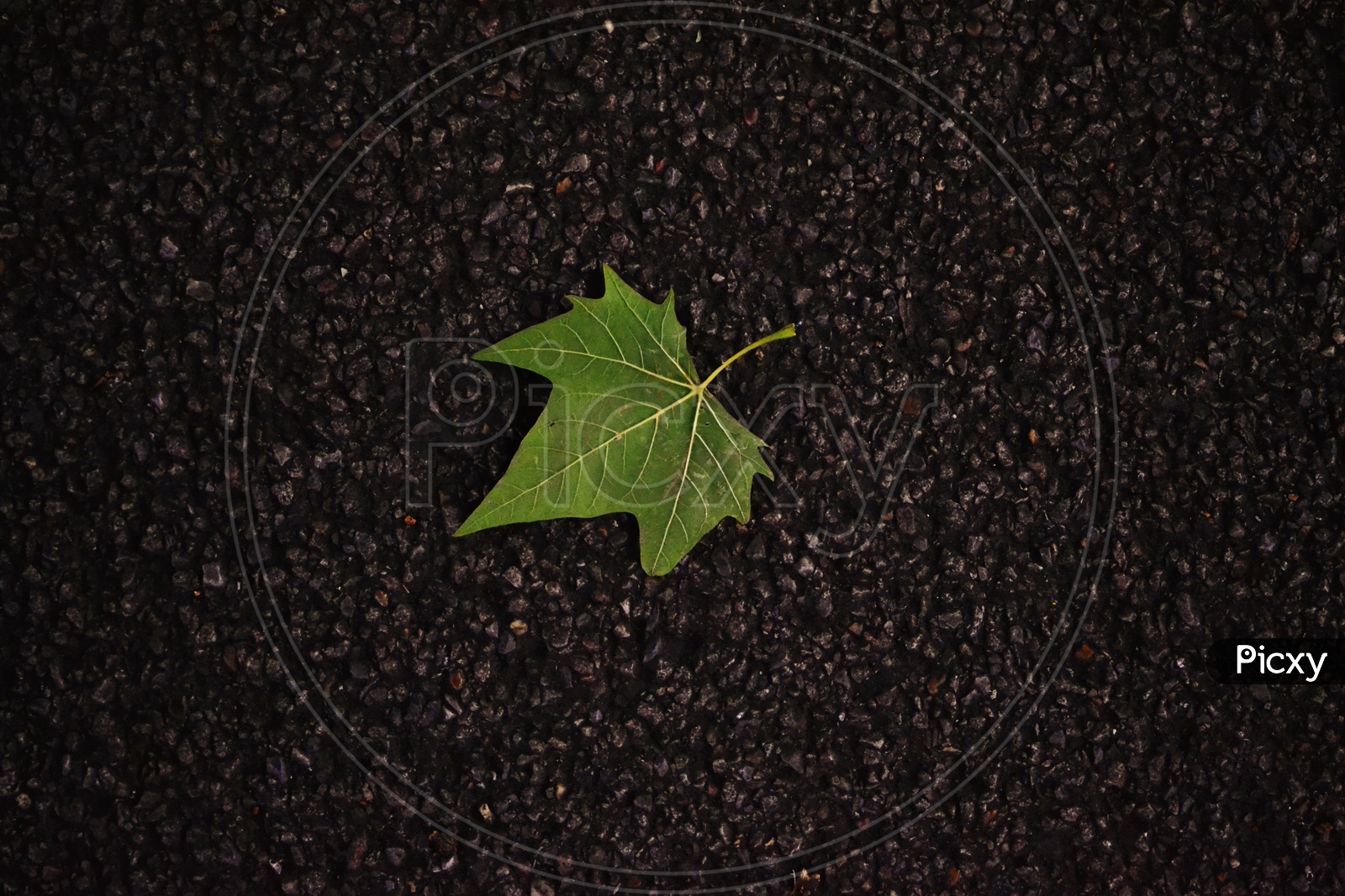 Leaf on Road