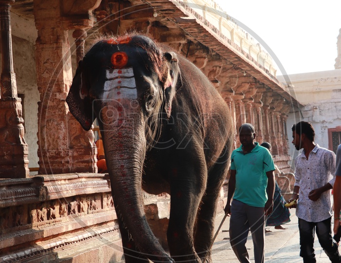 Indian Elephant with the trainer