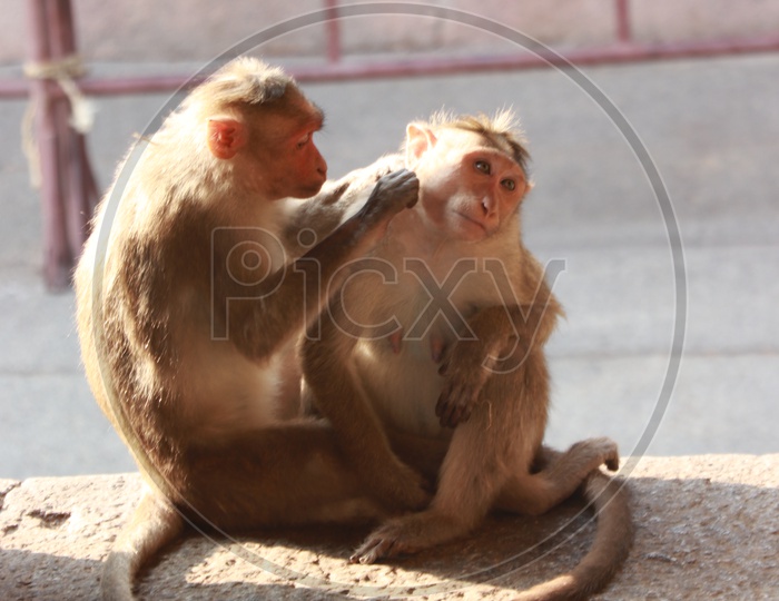 Animal - Monkey in Hampi
