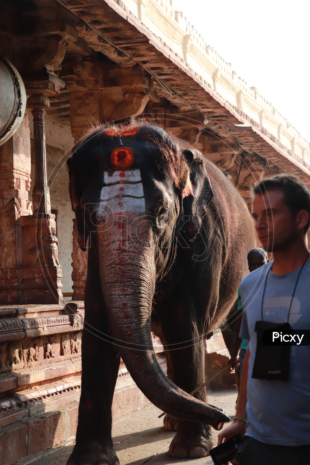 Indian Elephant in the Temple