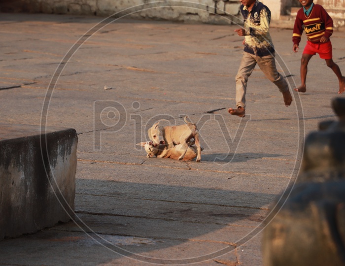 Stray Dogs playing on the ground