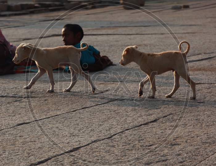 Stray Dog Puppies in the temple