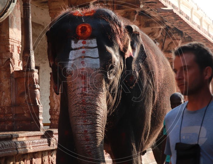Indian Elephant in the Temple