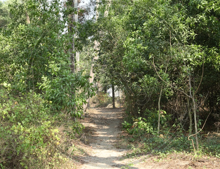 Small road through Forest