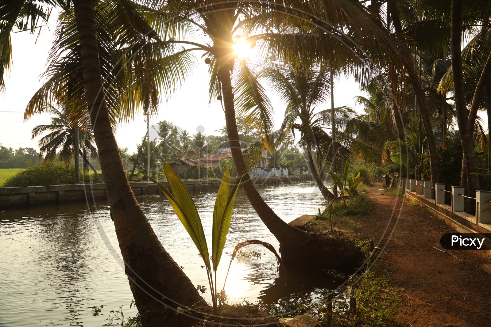 Coconut trees beside lake