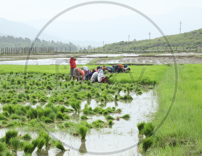 Farmers Planting Paddy Saplings