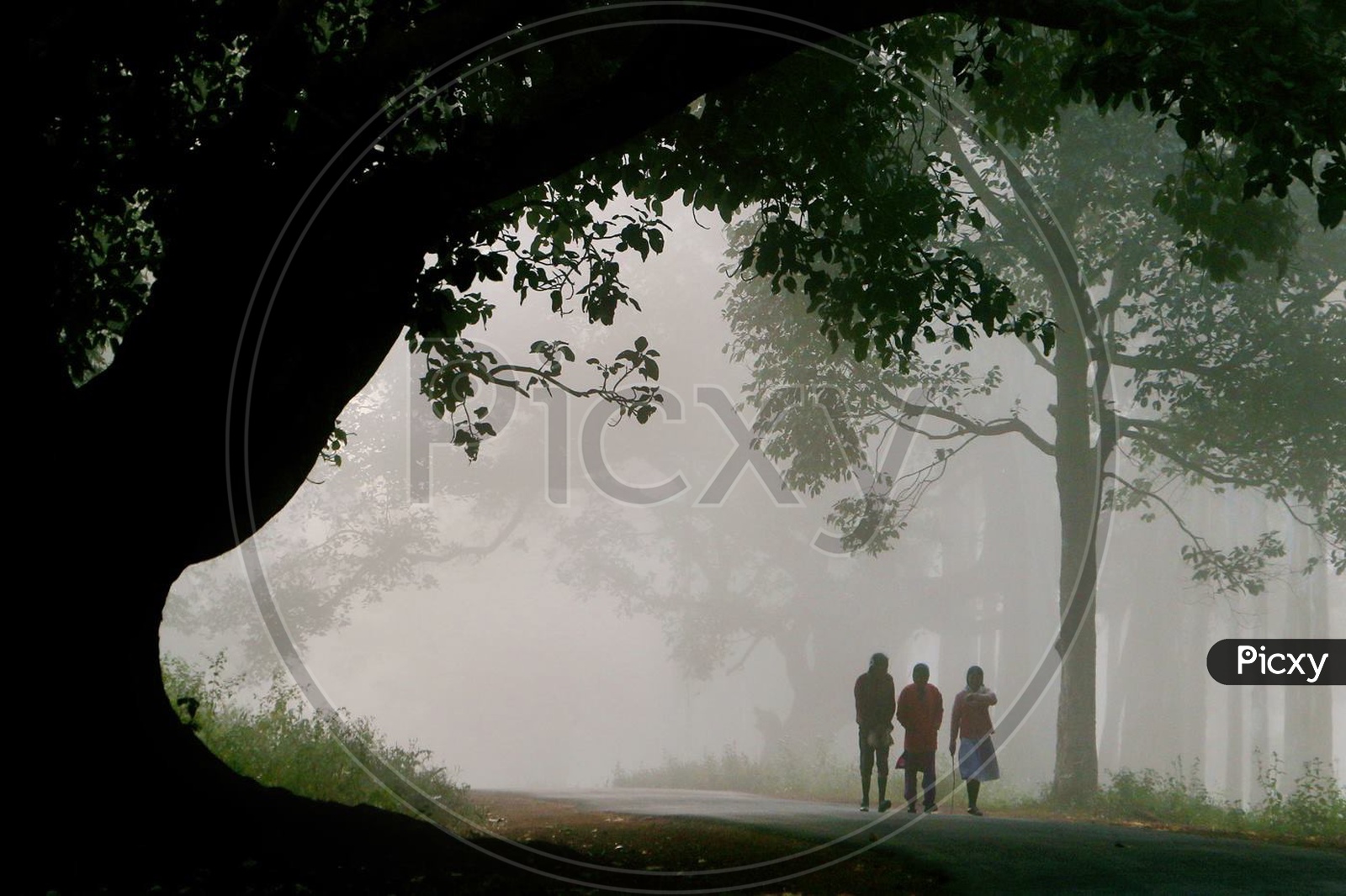 Group of people taking an early morning walk in the fog