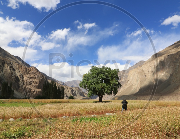 Landscape of beautiful Mountains of Leh with agriculture fields in the foreground