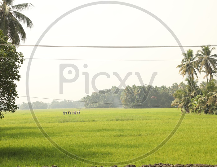 Paddy agriculture fields