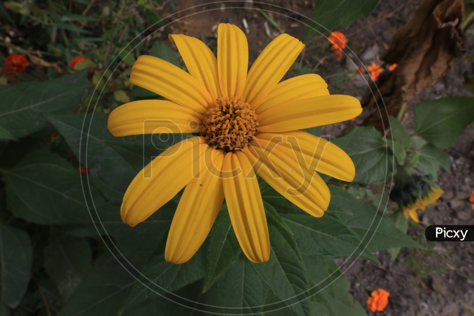 Close up shot of yellow flower