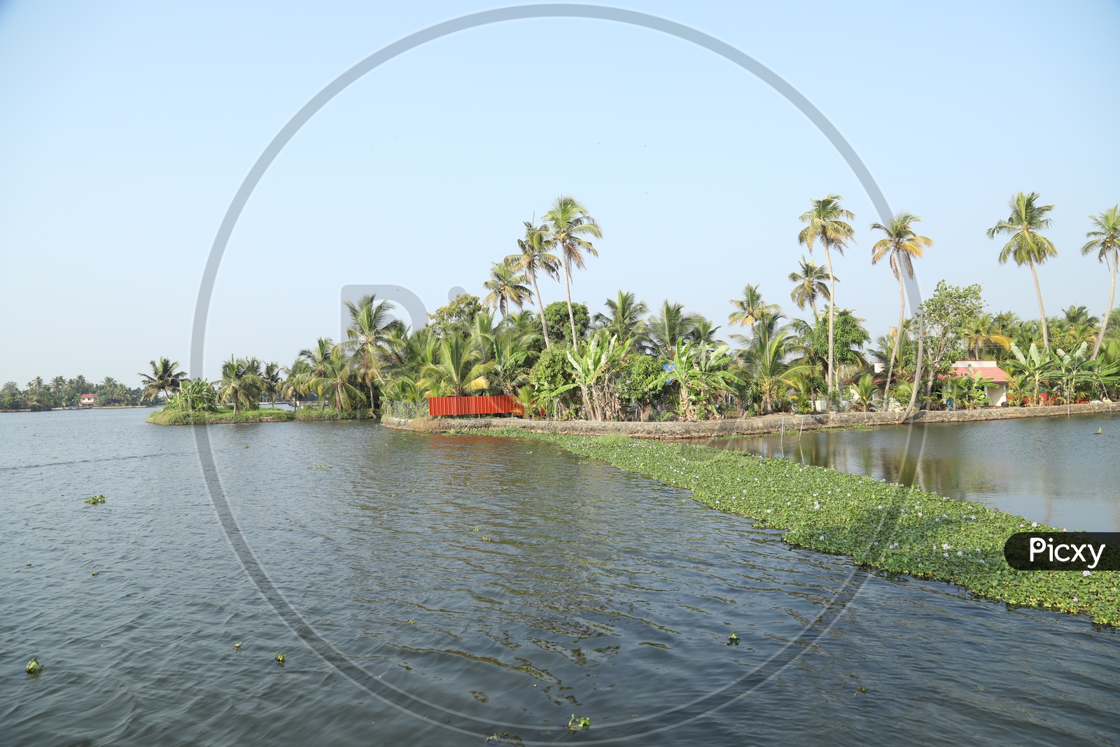 lake with coconut trees beside