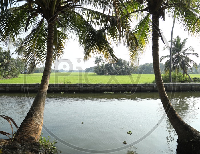 Pond Water alongside the Coconut Trees