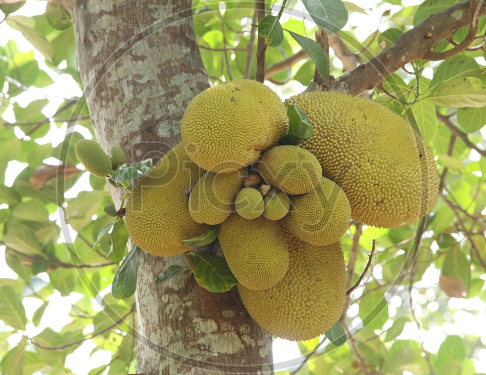 Jack fruits of the tree