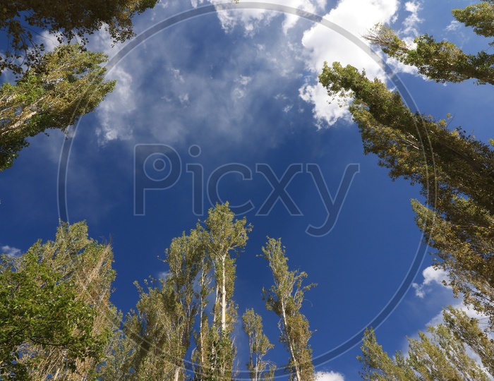 Beautiful Sky through trees in Leh
