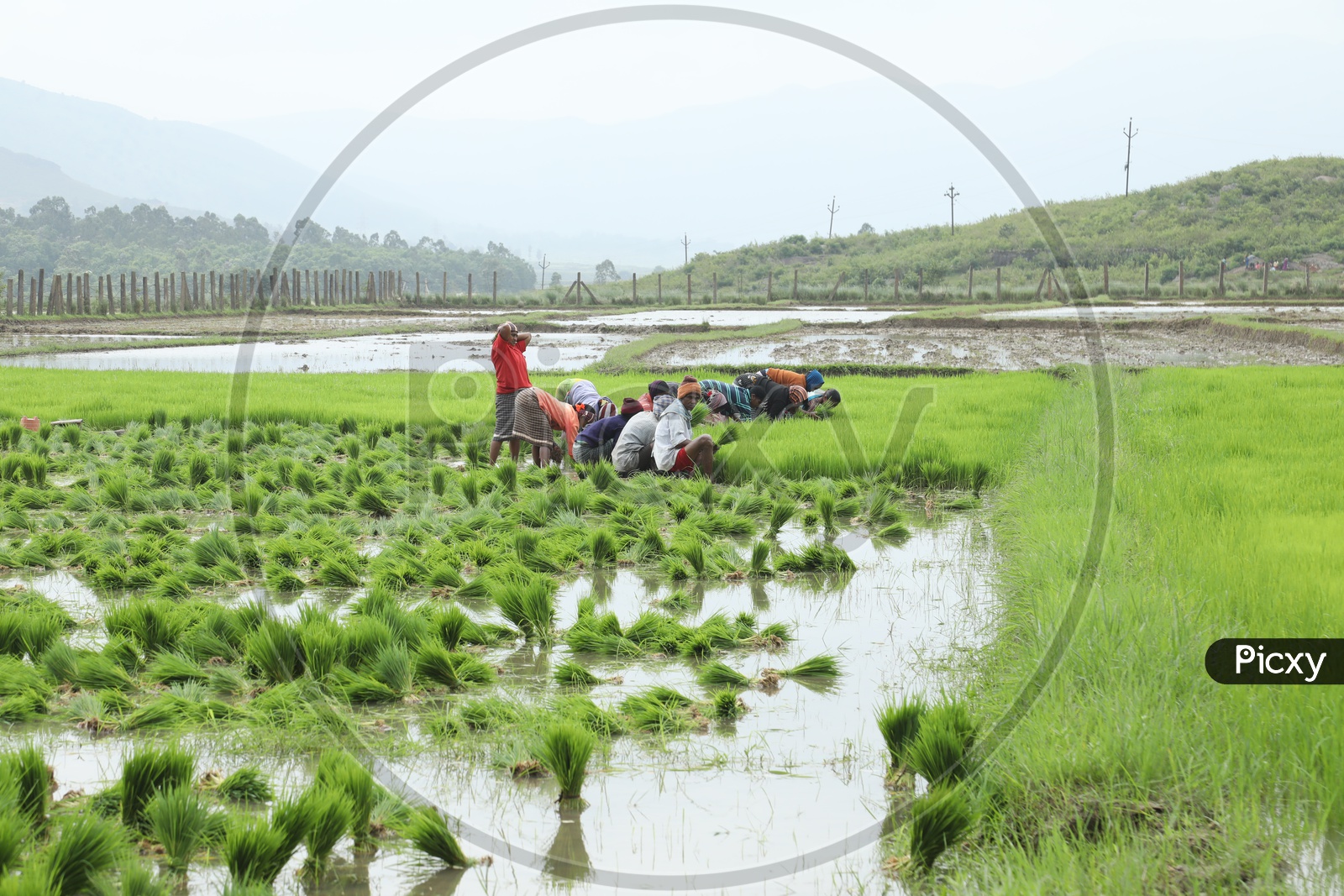 Farmers Planting Paddy Saplings
