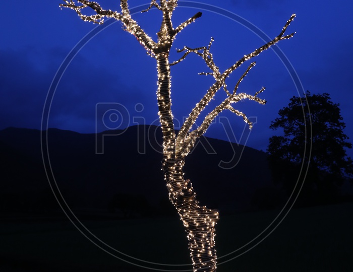 Tree decorated with Lighting