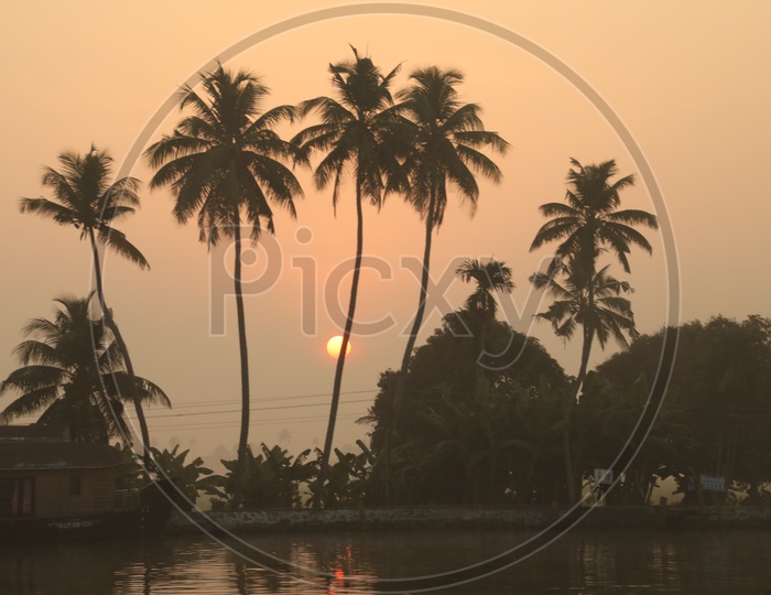 coconut trees with sunset in the back