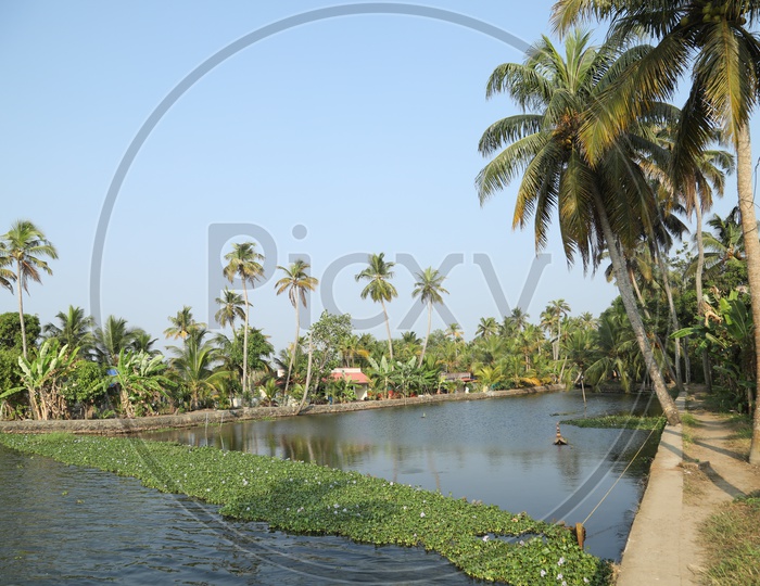 Lake with coconut trees on both sides
