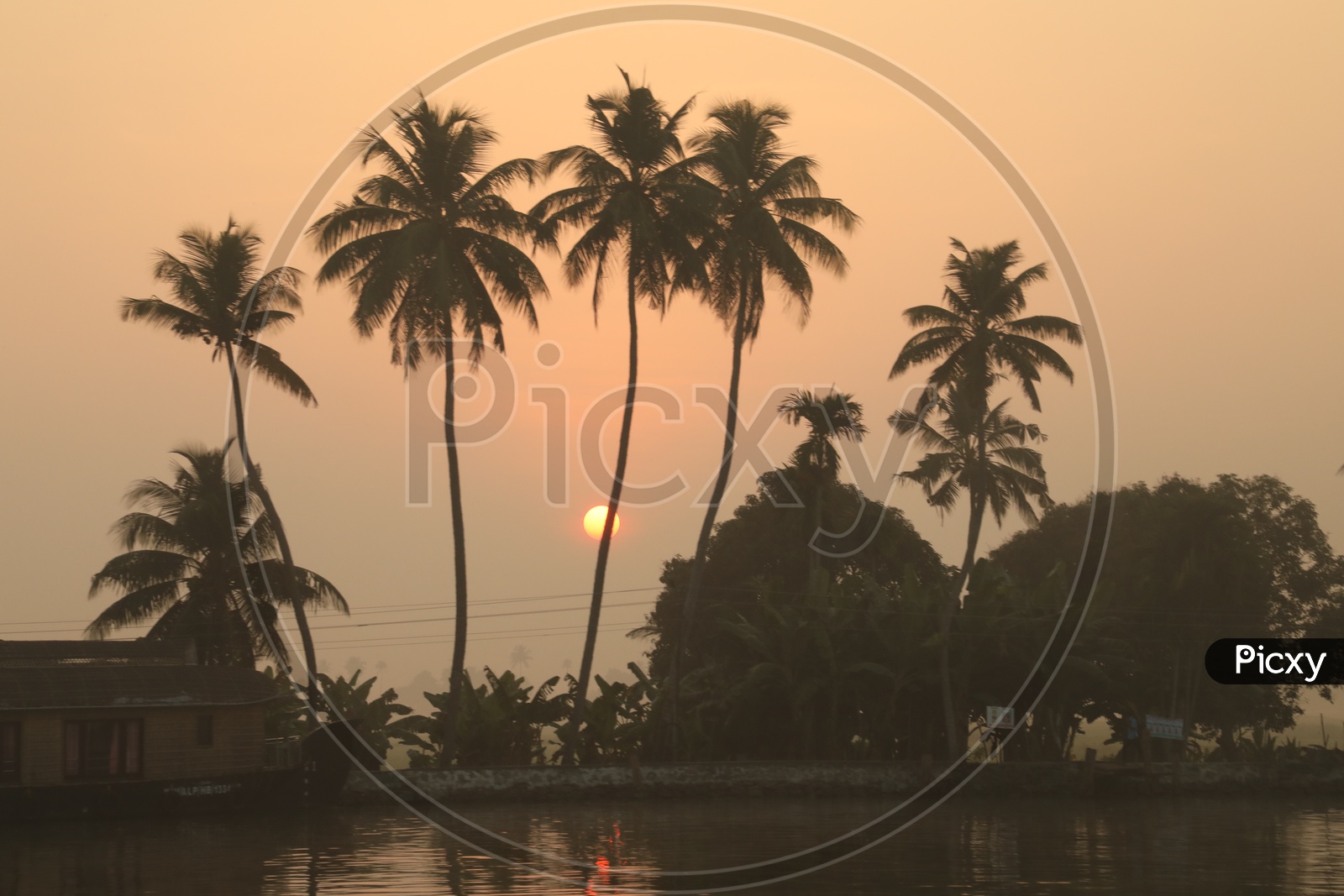 coconut trees with sunset in the back