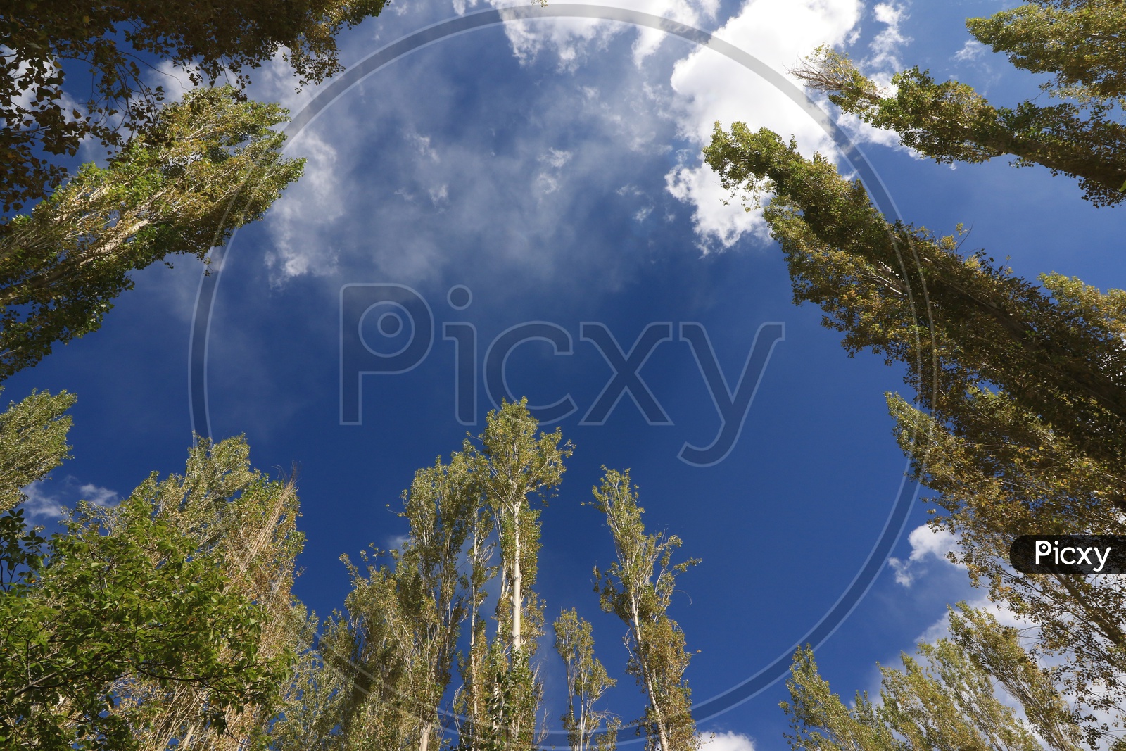 Beautiful Sky through trees in Leh