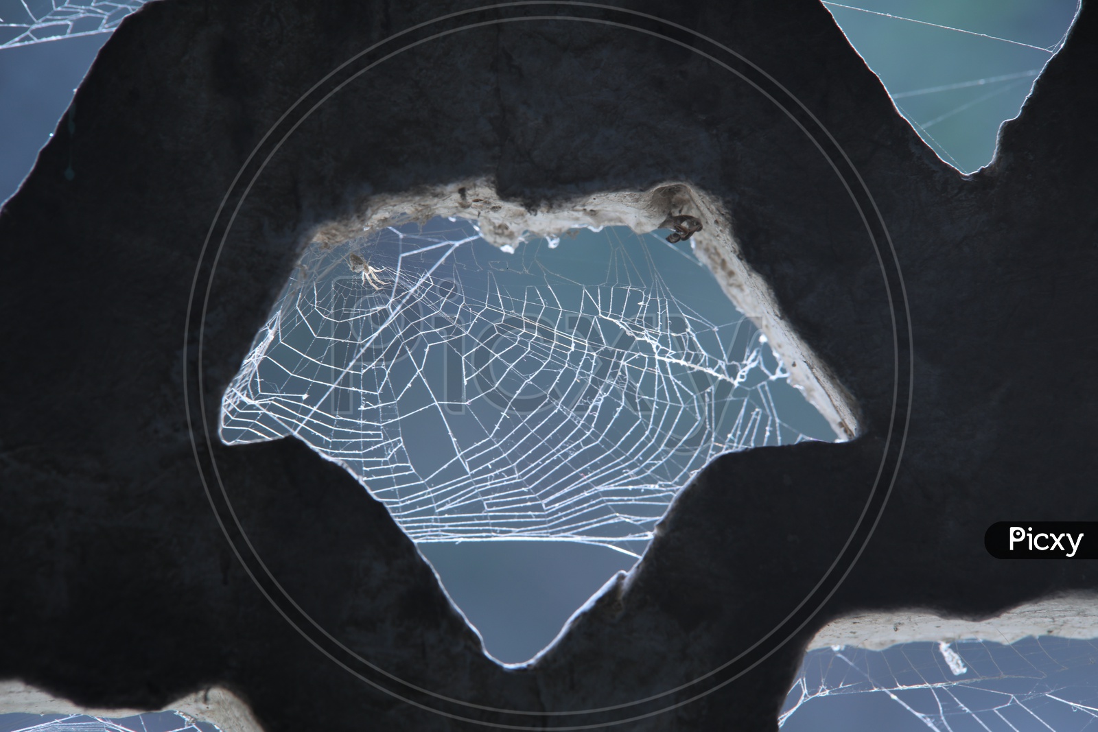 Spyder web