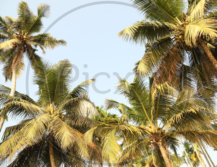 Beautiful coconut trees from kerala
