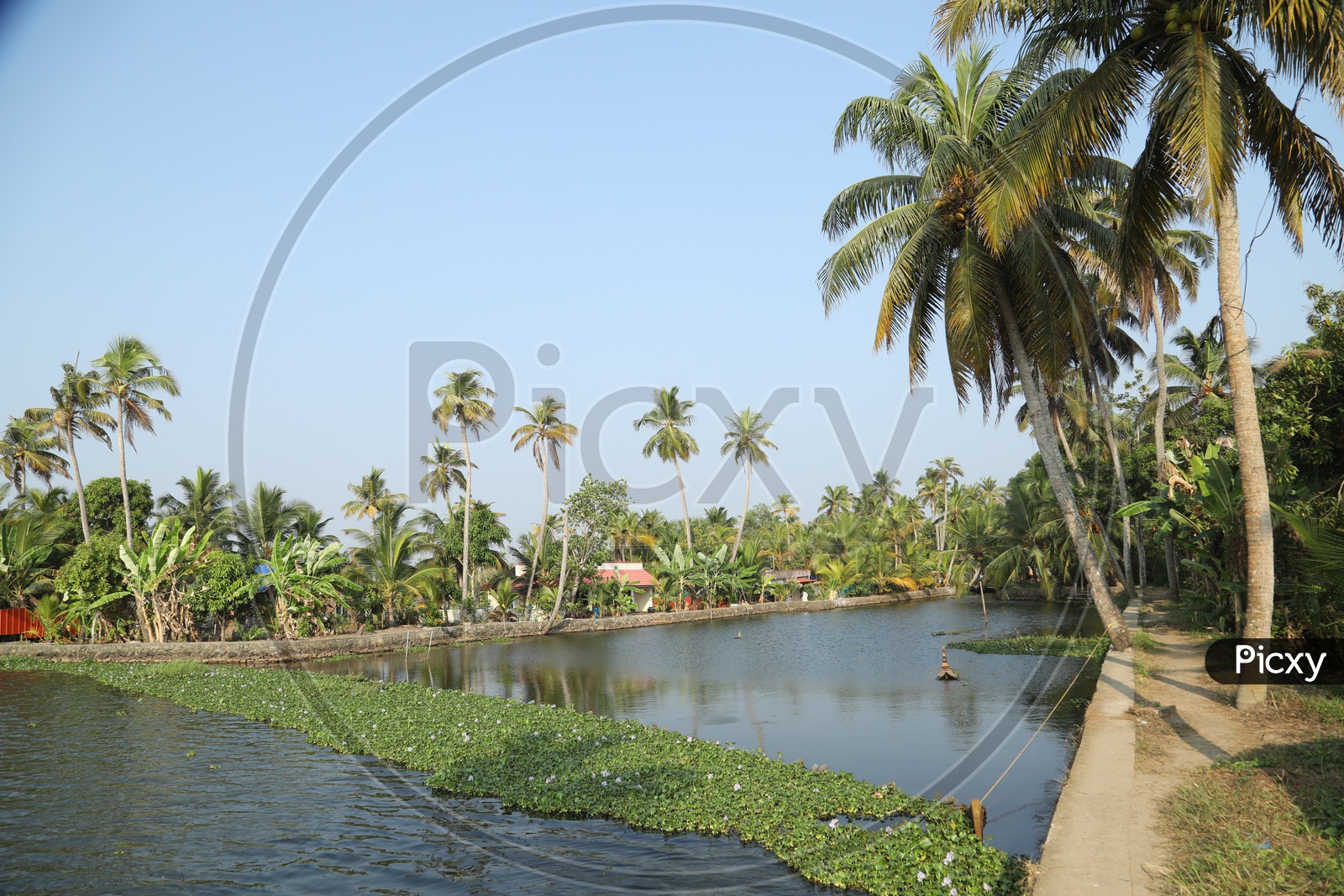 Lake with coconut trees on both sides