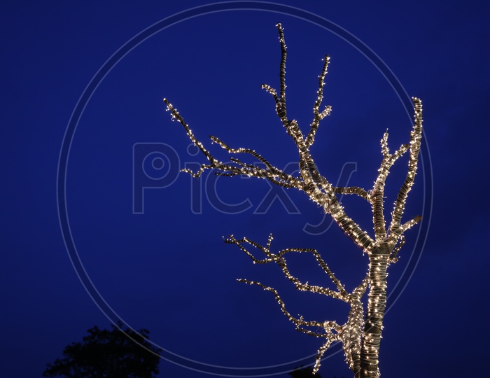 Tree decorated with Lighting