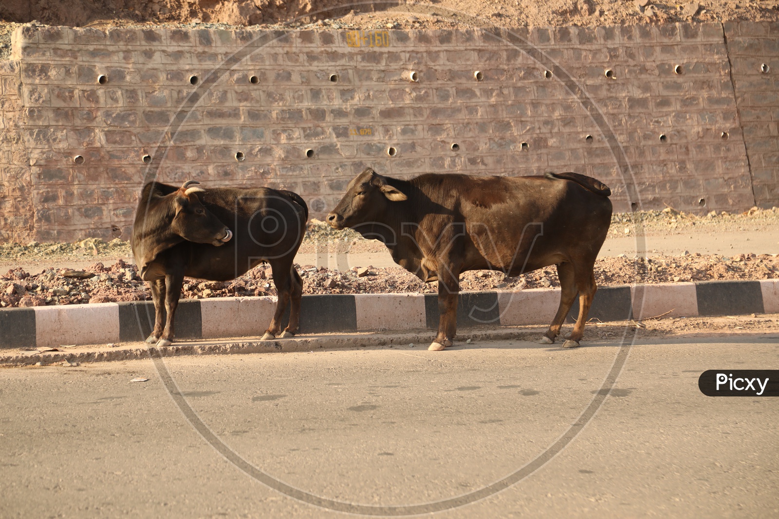 Two Buffaloes on a Road