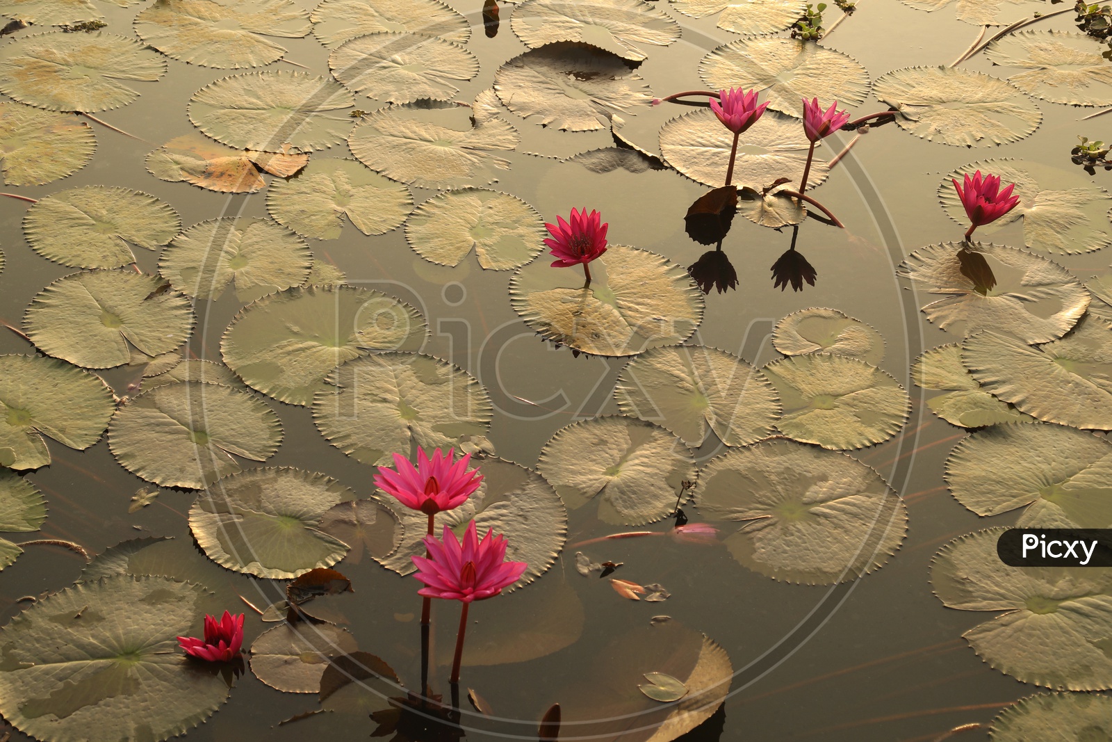 Lotus flowers in water