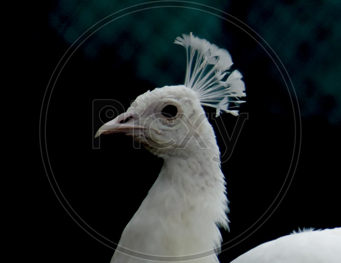 White Peafowl