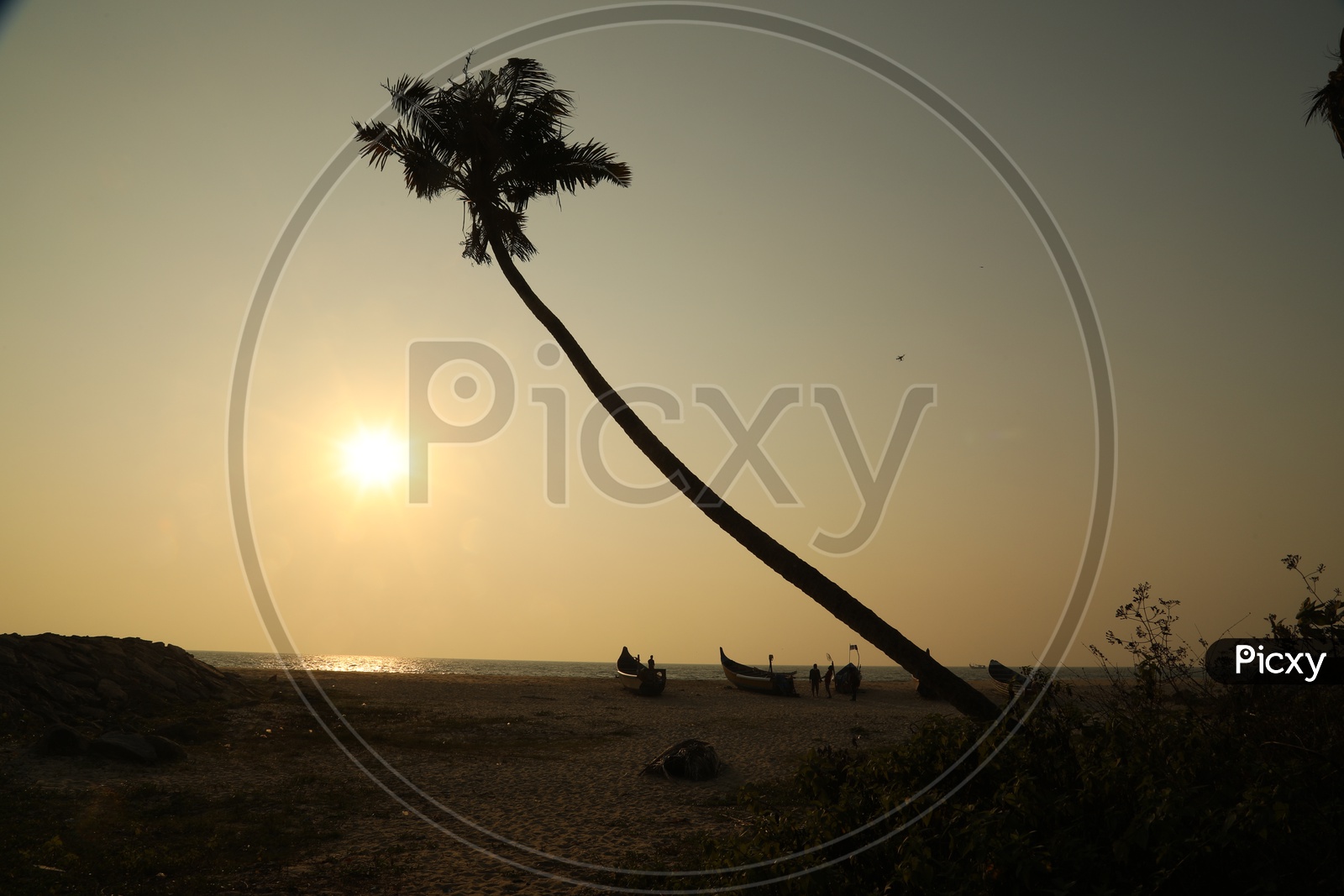sunset in a beach and coconut tree in the shore
