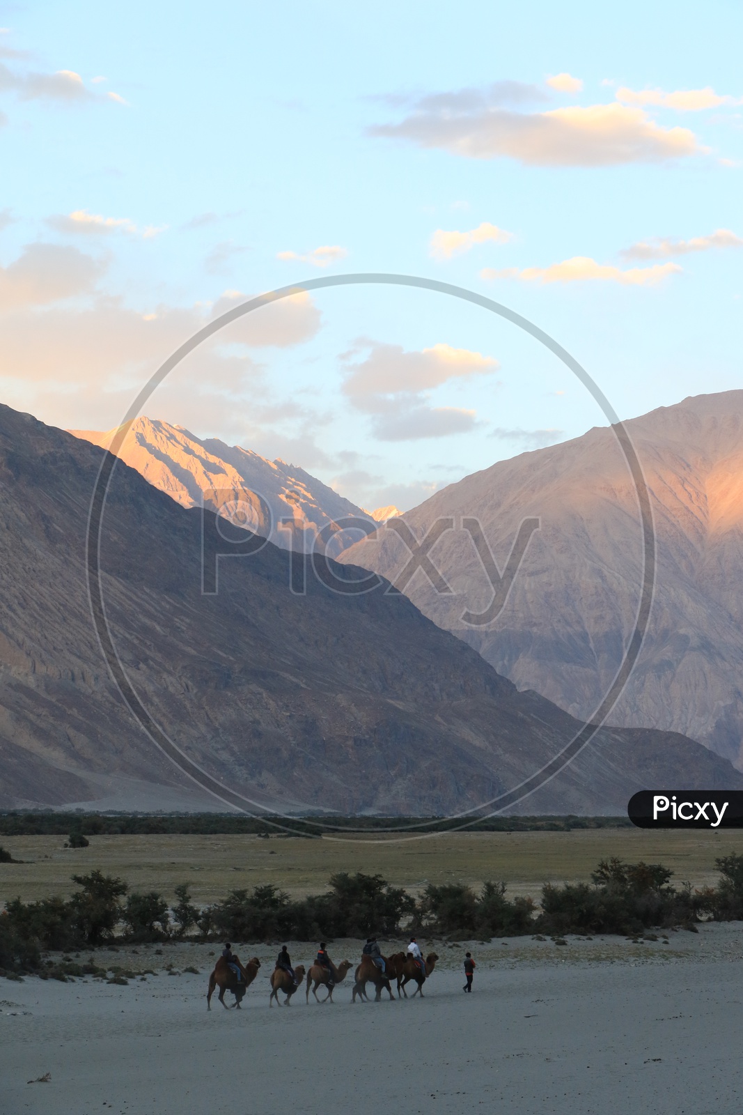 People experiencing Camel Rides at Nubra Valley with beautiful mountains in the background
