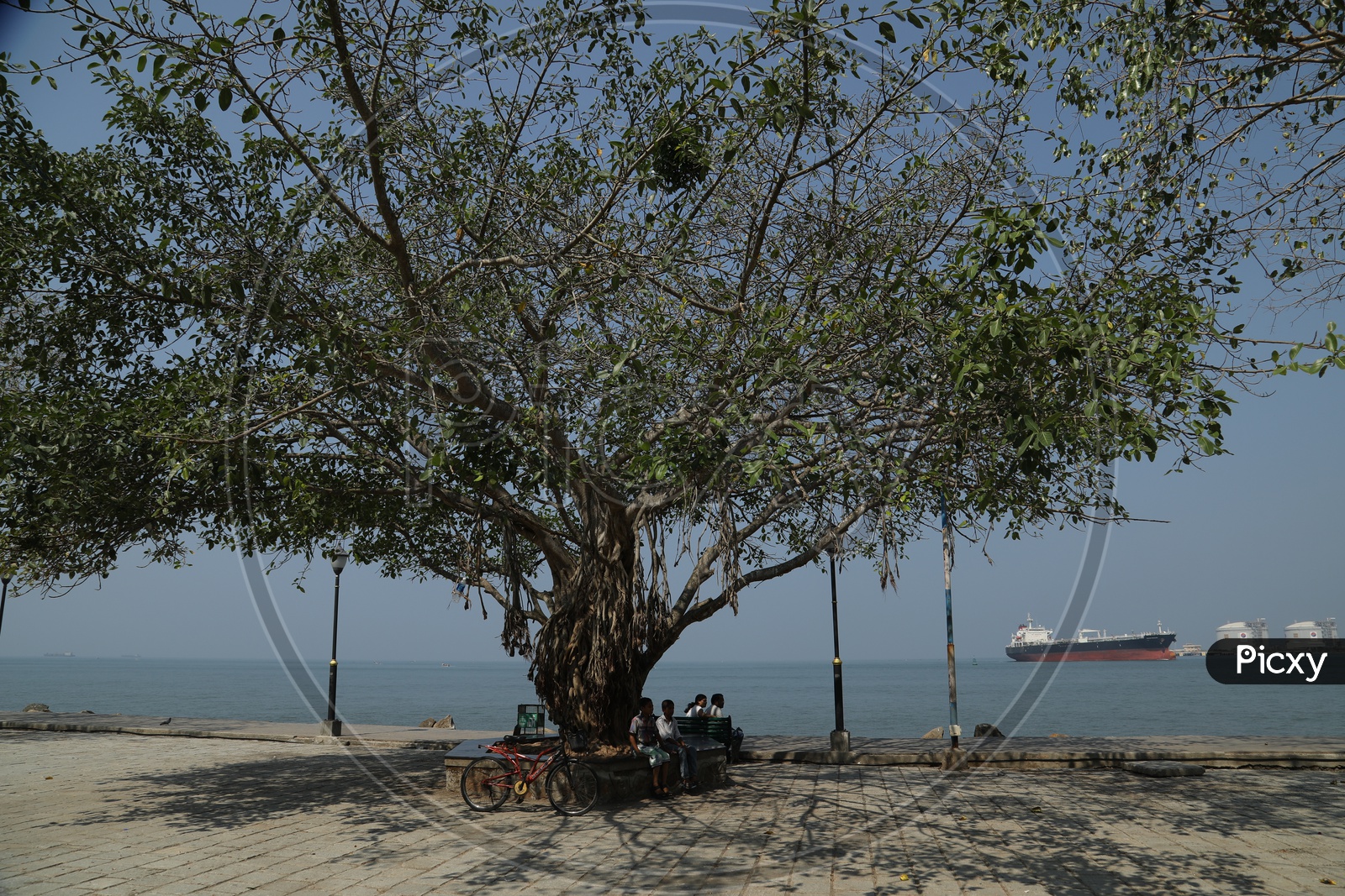 large tree beside beach
