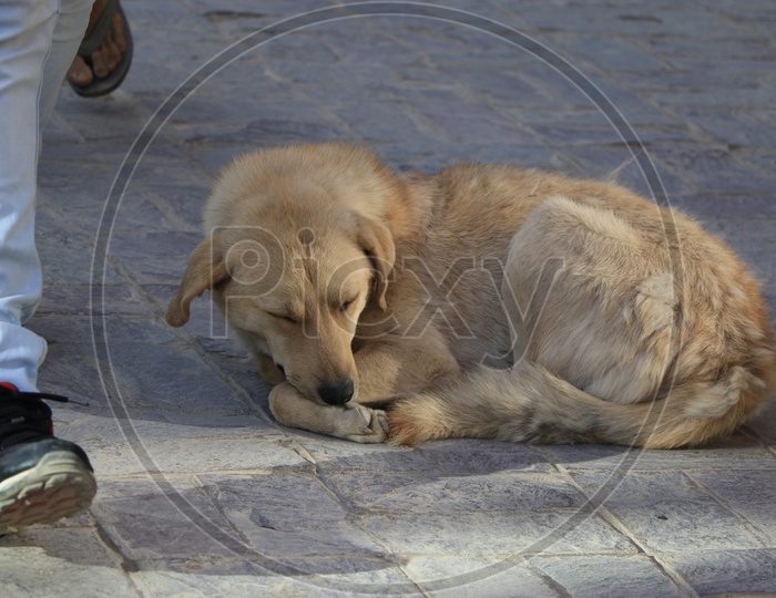 A Stray Dog on Streets