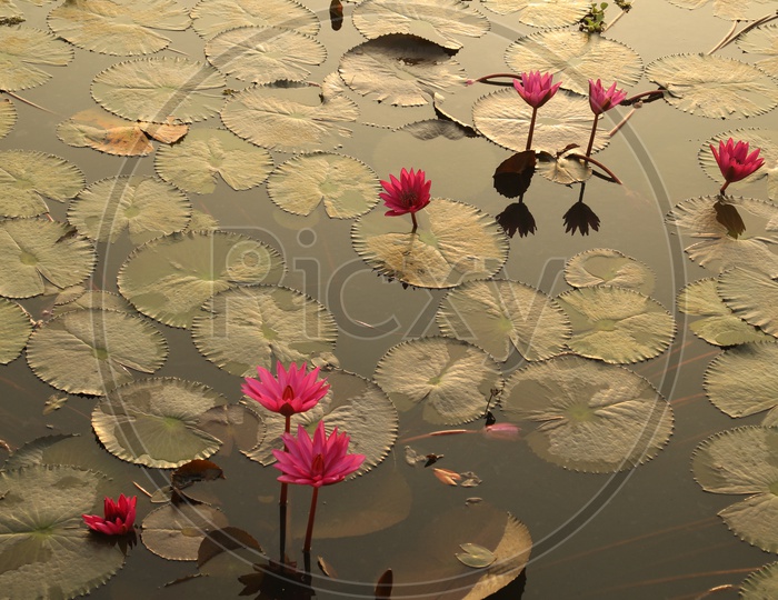 Lotus flowers in water