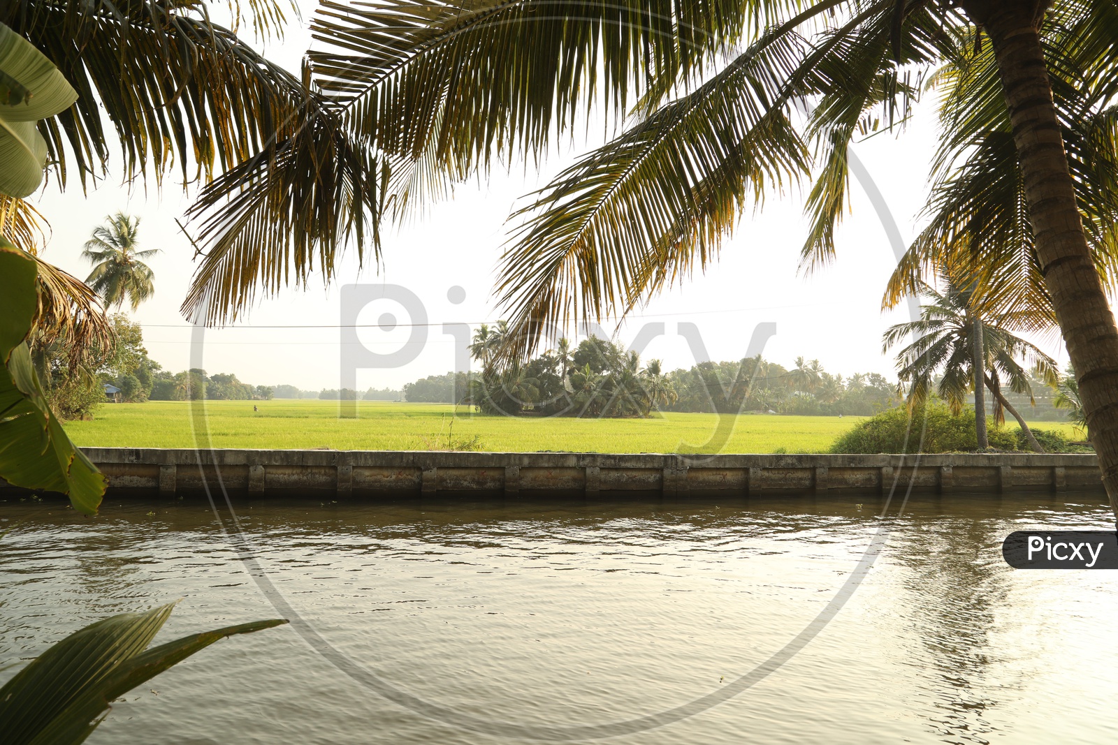 Pond along the coconut trees