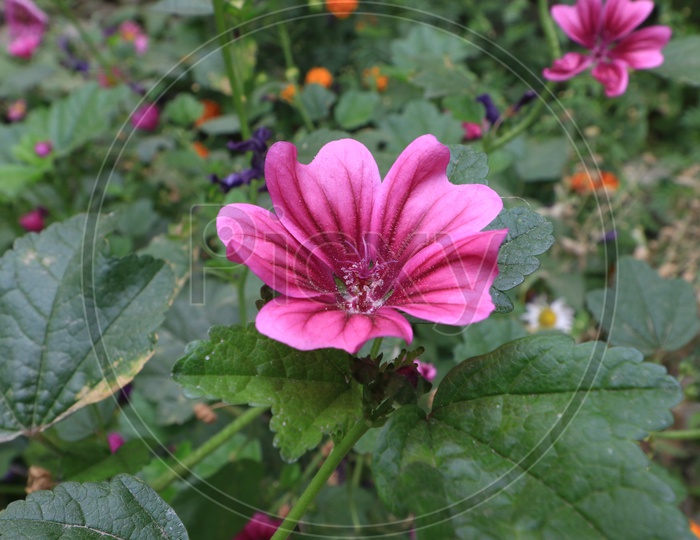 Image of Punk flower-WL630436-Picxy