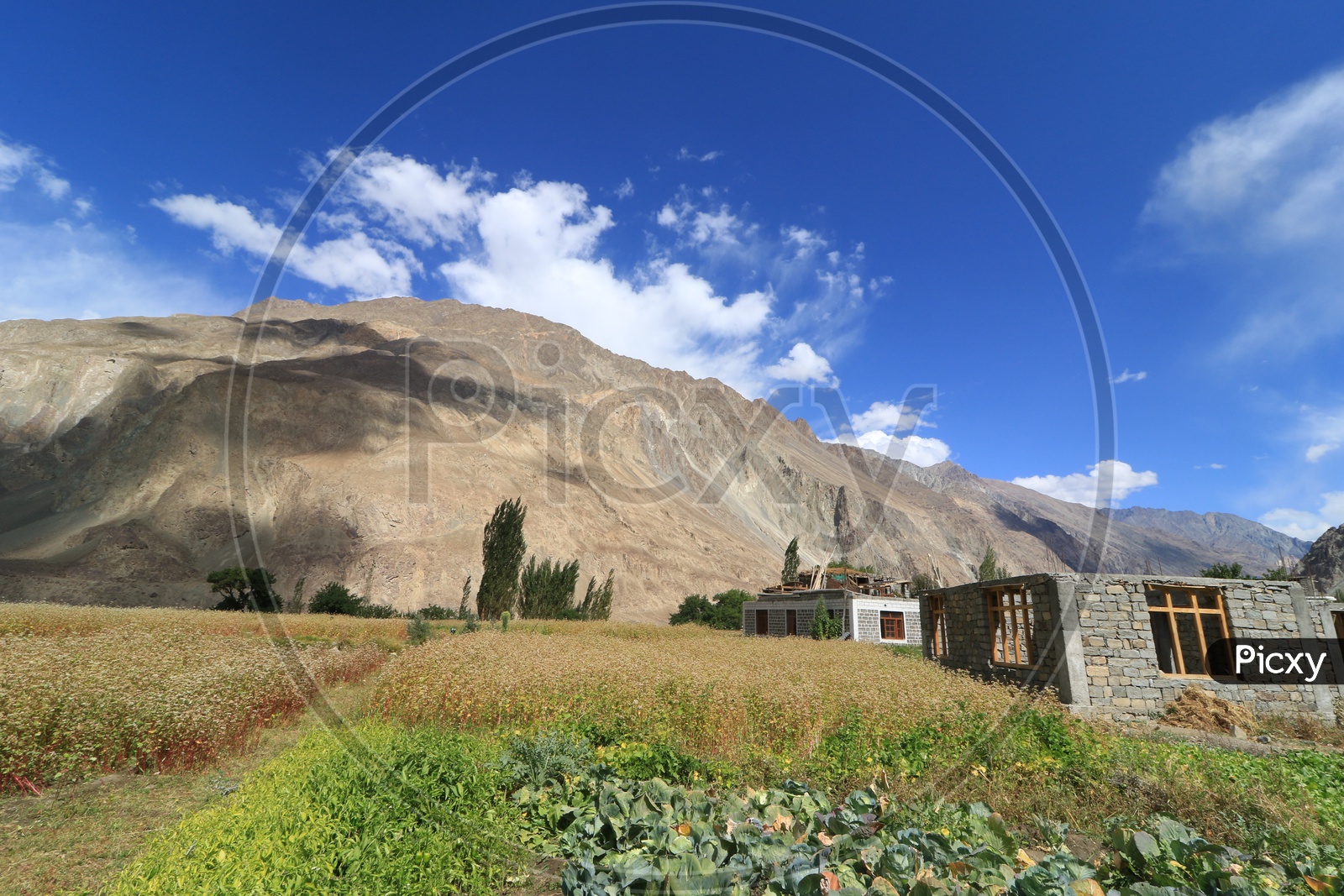 Landscape of beautiful Mountains of Leh with agriculture fields in the foreground