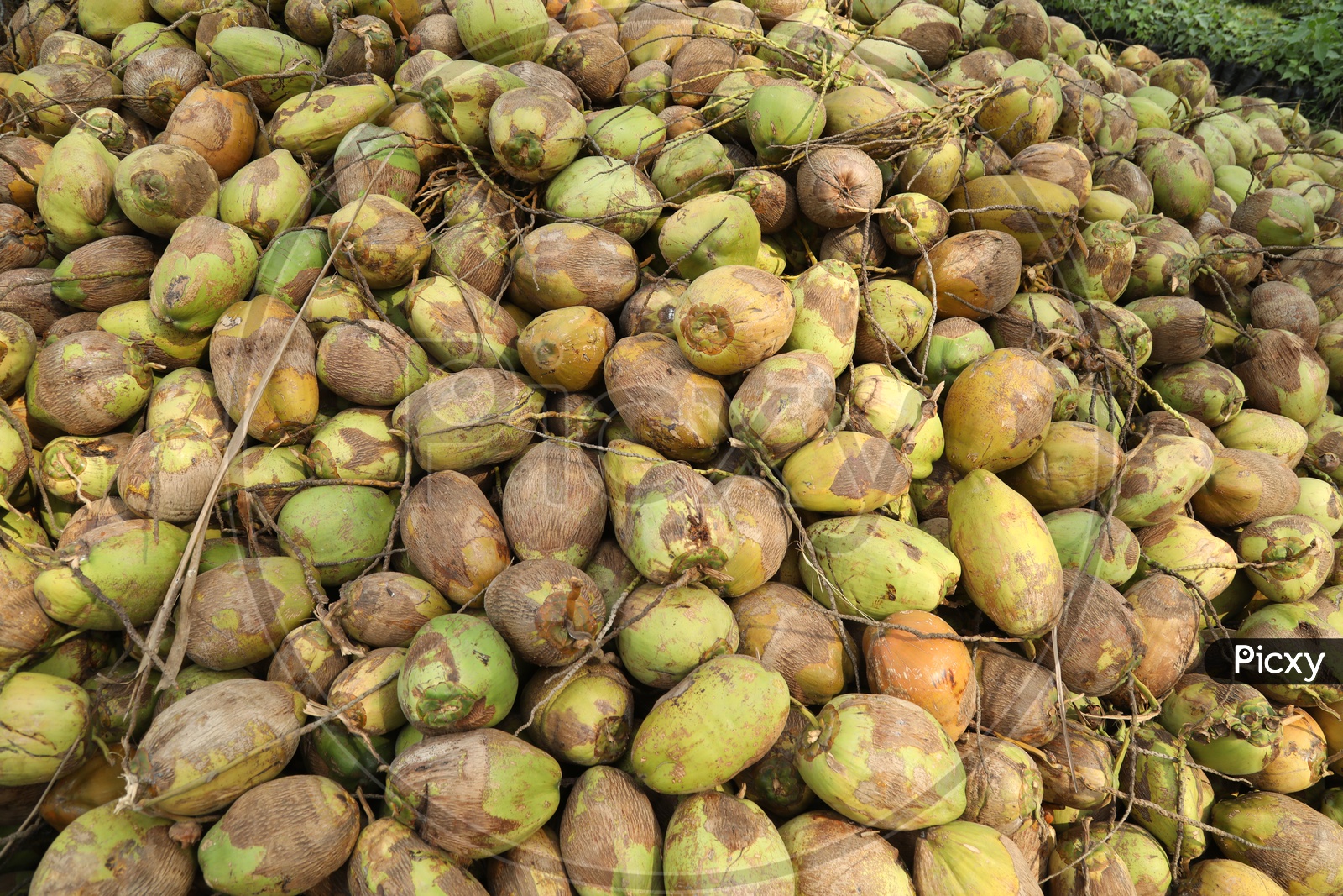 Image of Coconuts Yield in a Coconut FarmDY127774Picxy