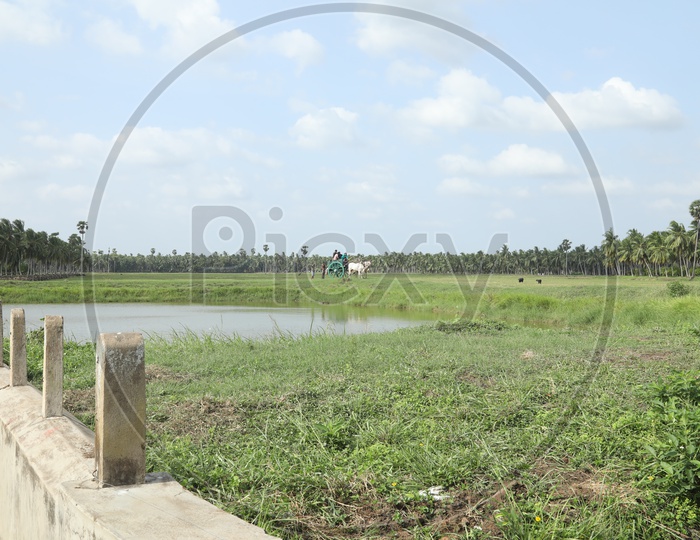 Water Pond in Between the Agricultural Farms in Rural Villages