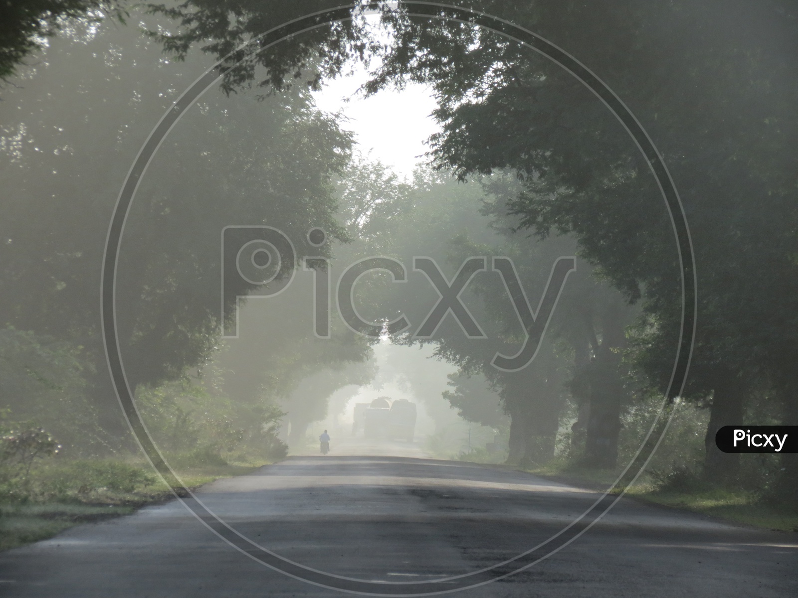 A Road Covered With trees in a Foggy Morning