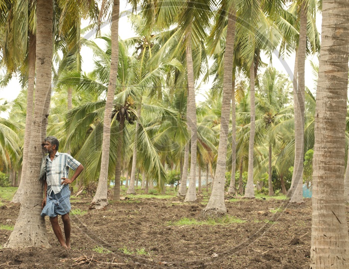A Farmer in a Coconut Farm