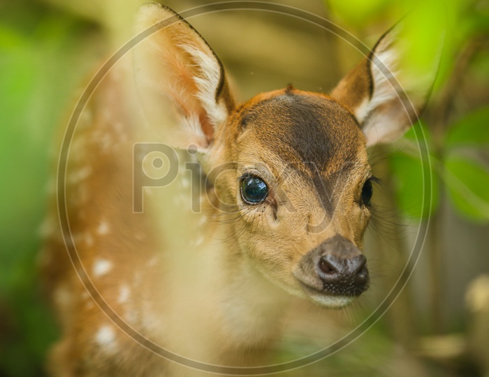 Roe deer baby
