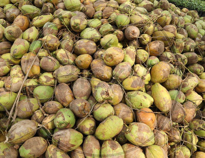 Coconuts Yield in a Coconut  Farm