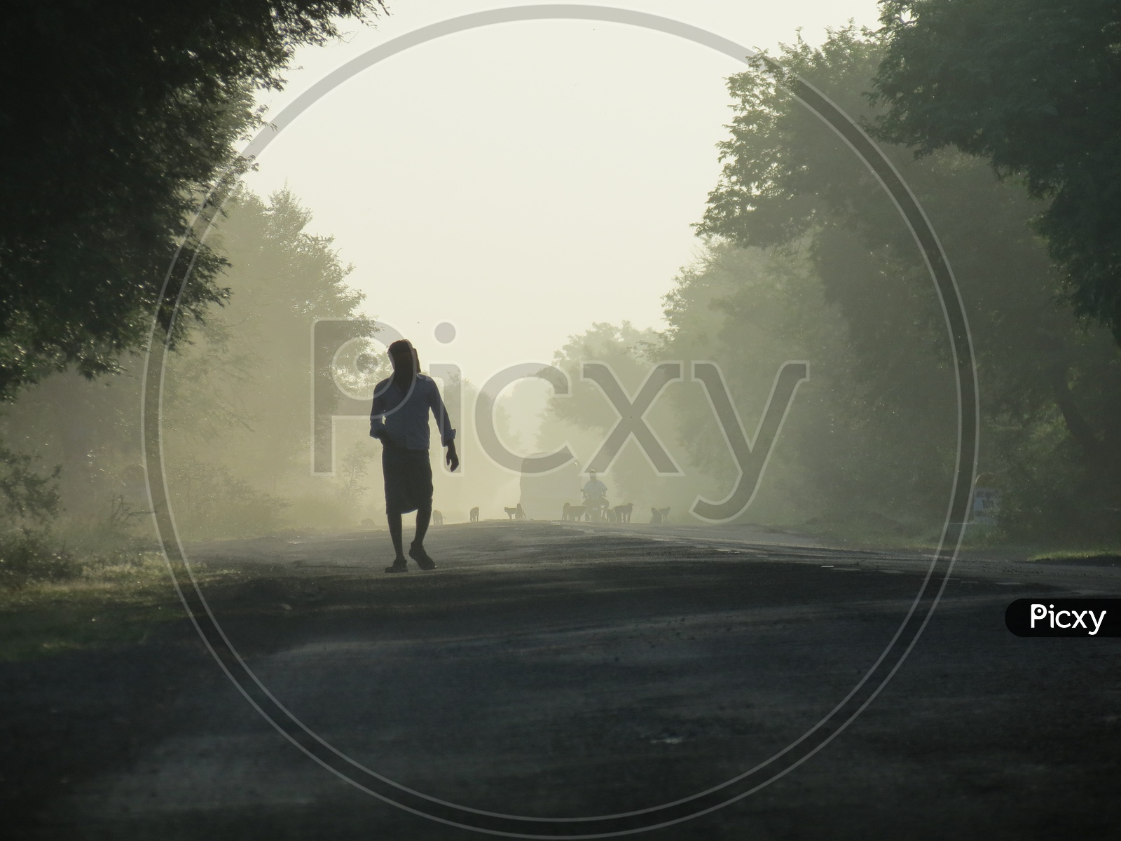 A Man Walking On a Road Covered  With Trees in a foggy morning in rural india
