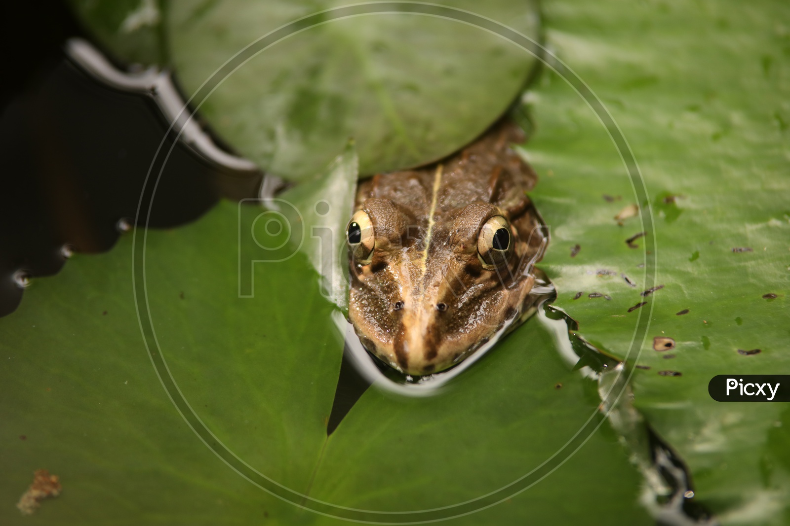 Frog On a Lily Pad on a Pond
