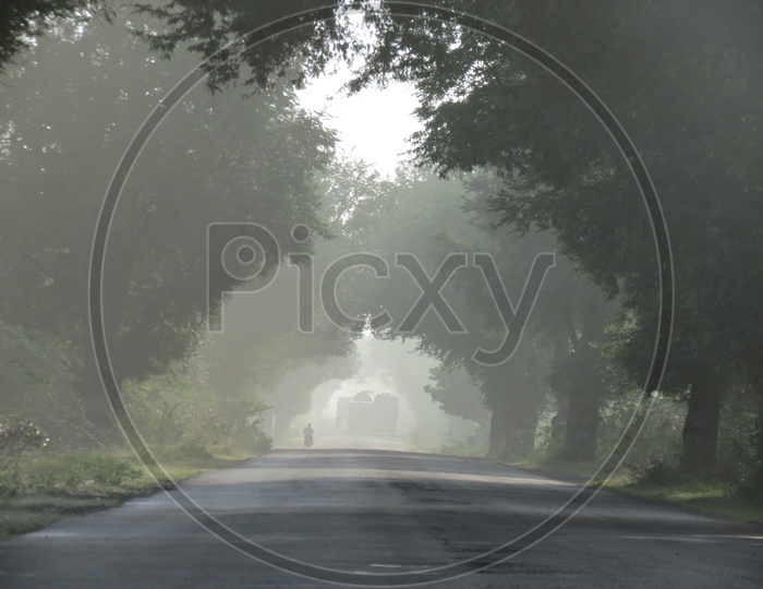 A Road Covered With trees in a Foggy Morning