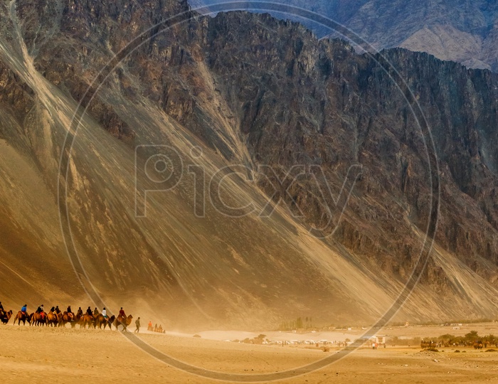 Nubra Valley Camel Rides
